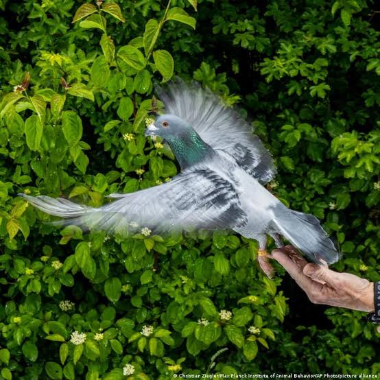 Pigeons navigate using magnetic sensors in livers — study