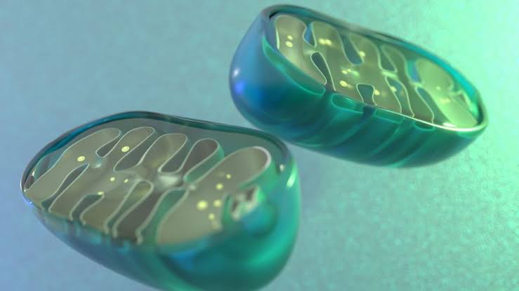 Metabolic Signal From Dysfunctional Mitochondria Linked to Aging