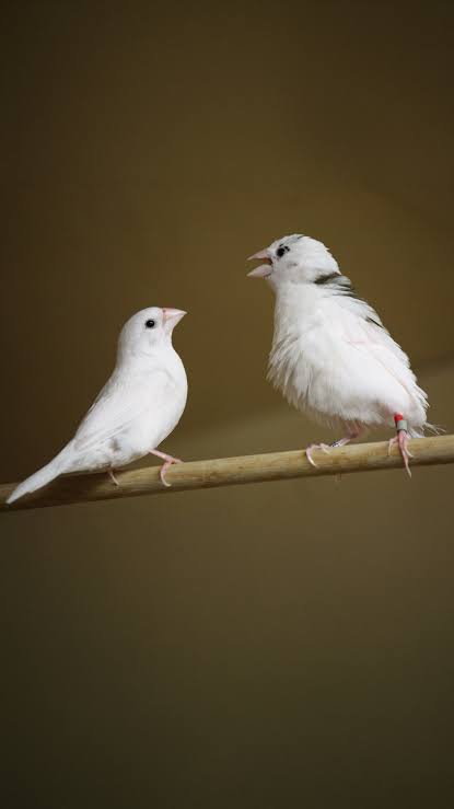 Birdsong and whale song show patterns similar to human language