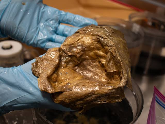 Golden Blob, a Mystery From the Deep Sea, Is Identified