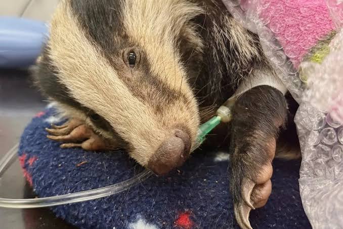 'Collapsed and freezing': Rescue center shares details of desperate fight saving badger