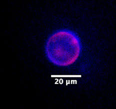 U of M researcher creates synthetic cell that could change the world