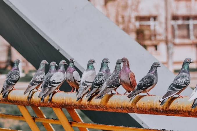 Pigeons navigate using magnetic sensors in livers