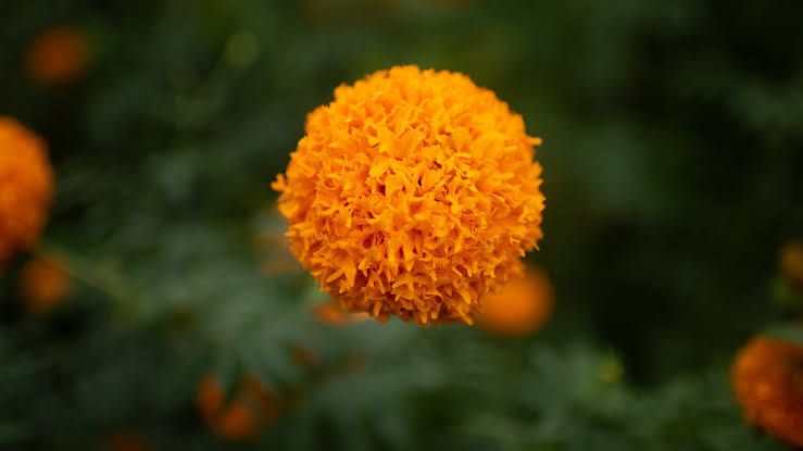 Study at Georgia university finds new health benefits from common flower