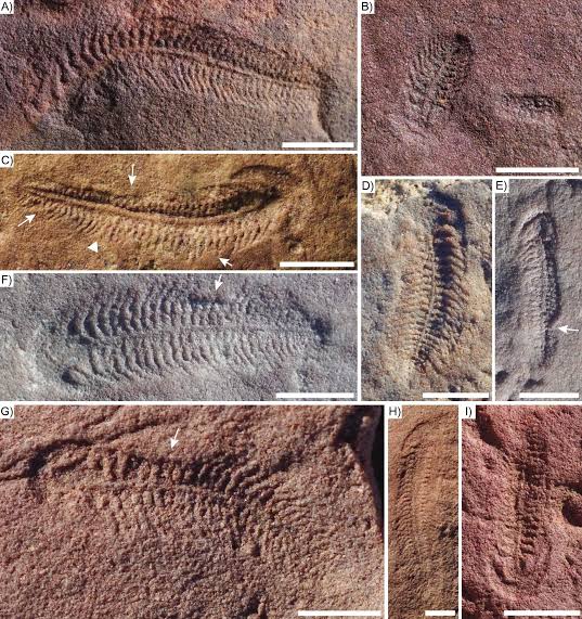Ediacaran Sea Creature May Hold Earliest Evidence of Right-Handedness