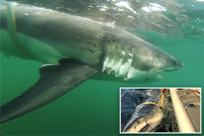12-foot great white shark ‘Ernst’ tracked near Montauk — and Atlantic’s largest ever could be right behind her