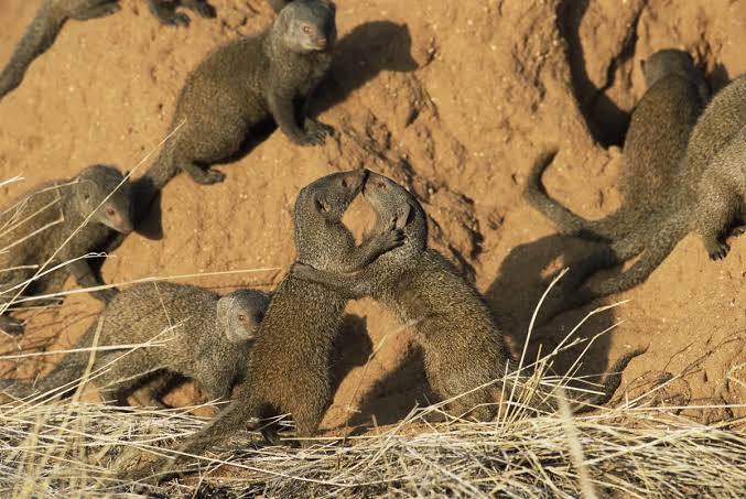 This tiny, brave carnivore battles rival groups. Now researchers have discovered something astonishing about their defences