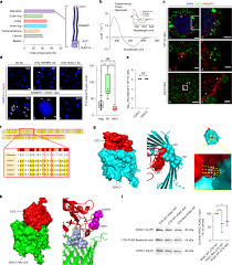 Mitochondria directly interact with the nuclear pore complex