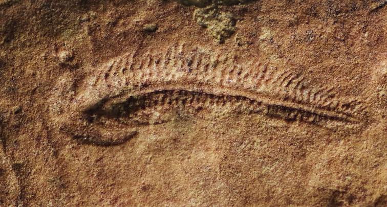 Ancient fossil may reveal animal kingdom's earliest right-handedness at 550 million years old