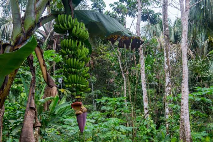 Some plants have a genetic superpower that may help them survive a cataclysm