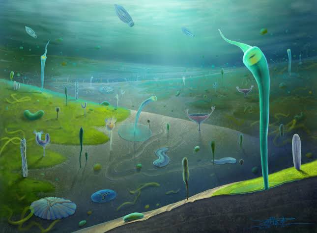 Newly discovered fossils give scientists first look at the evolution of early complex animals
