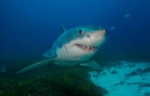 Good at maths and into jazz: Nine extraordinary things you probably didn't know about sharks