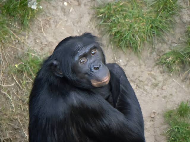 Apes and humans have been sharing a laugh for 15 million years