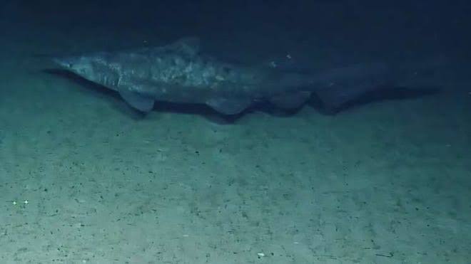 Rare deep-sea shark discovered alive in the ocean for first time