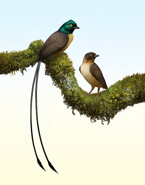 Cretaceous Bird from China Had Pair of Tail Feathers Twice as Long as Its Body