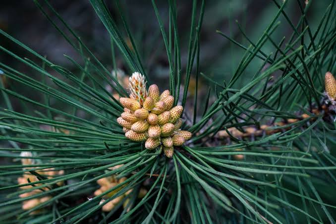 In 1994, a bushwalker rappelling into a sandstone canyon 150 kilometres from Sydney found a stand of trees with waxy bubbled bark that matched fossils 90 million years old, and the Wollemi pine turned out to be a species everyone had assumed died with th
