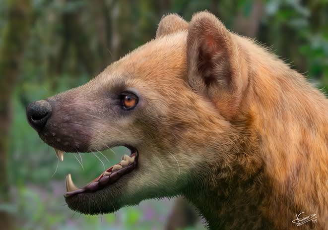 New Species of Ancient Bear-Dog Identified in Spain