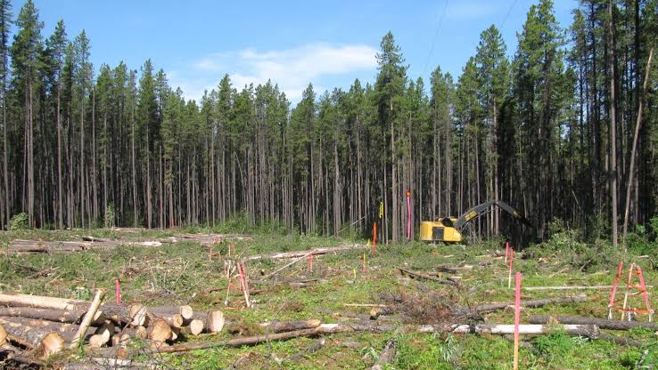 Some boreal forest species fail to recover even 100 years after clearcutting