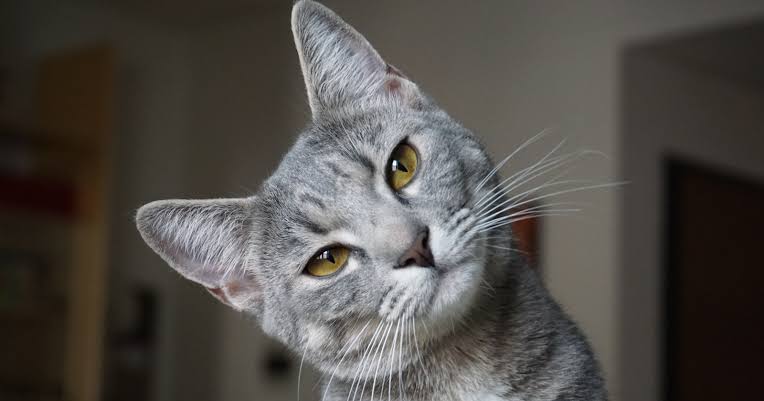 Cats can't taste sweetness — evolution turned off the relevant gene in their distant ancestors when they became obligate carnivores, and without working sweet receptors, a cat is as indifferent to sugar as a person is to ultraviolet light