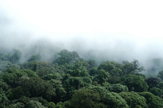 Two marsupial species once known to science only from fossils, and thought lost for more than 6,000 years, have been confirmed alive in the rainforests of New Guinea’s Vogelkop Peninsula — a discovery made possible by old museum specimens, rare field
