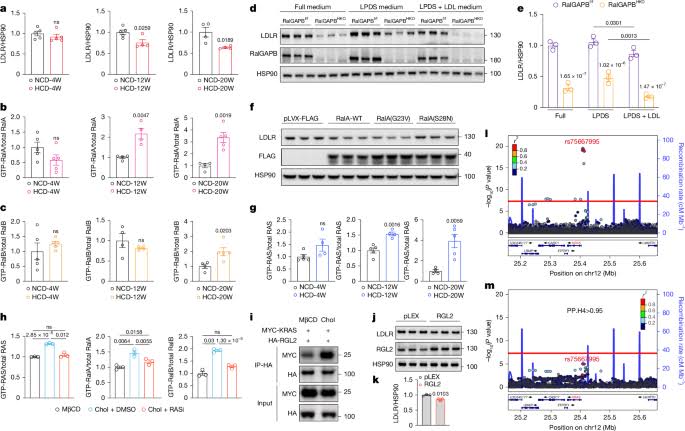Dietary cholesterol activates a Ral-dependent pathway driving LDLR turnover