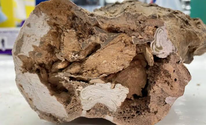 Scientists Found A 66-million-year-old Dinosaur Bone With Collagen Still Intact