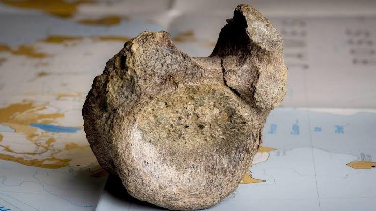 Scientists Stumble on Historic Discovery in Forgotten Drawer
