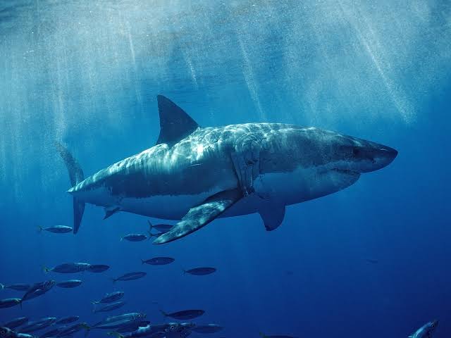 Largest male great white shark ever spotted near popular vacation spot