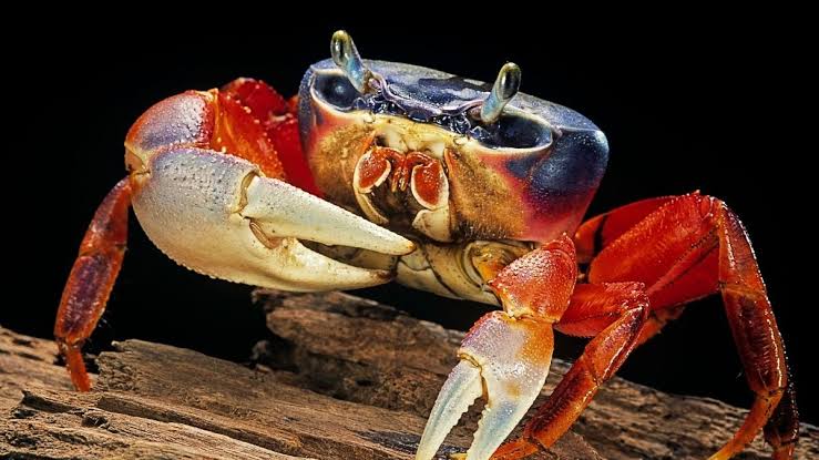 Evolution Keeps Making Crabs – But a Key Feature Has Only Evolved Once