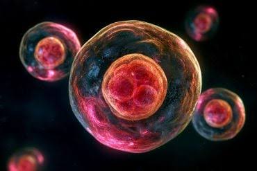 Autophagy Decline in Older Moms Halts Embryo Development