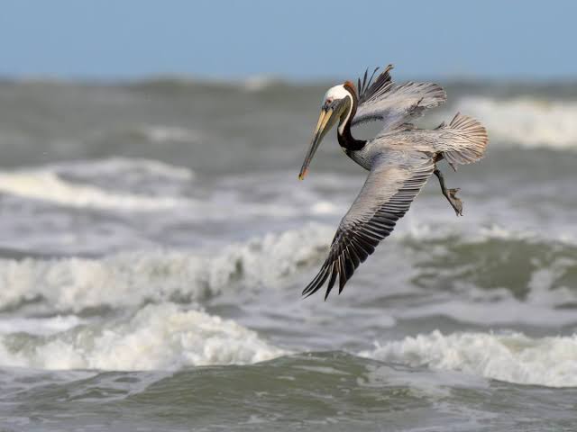 MIT researchers study avian mechanics to build robot that can dive, swim and fly