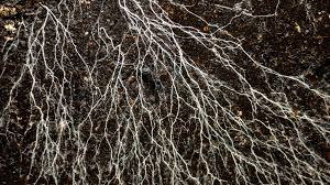 This underground web of fungi is so huge it could reach the sun 1 billion times. Scientists have mapped it for the first time