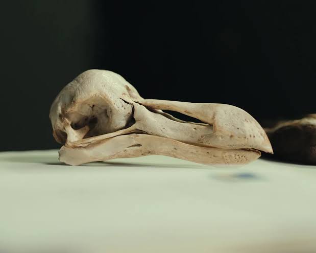 Only two complete dodo skulls are known to exist. Scientists just looked inside them – and discovered this