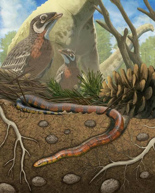 Did Early Snakes Burrow, Swim or Crawl? 80‑Million‑Year‑Old Fossil Suggests: All Three