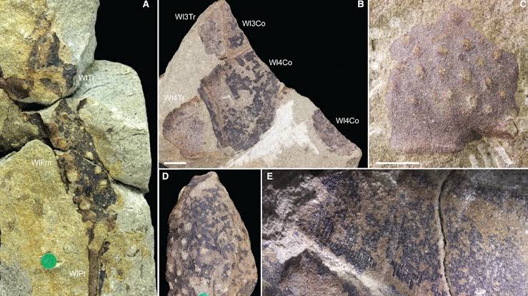 Giant Devonian scorpion identified from 400-million-year-old fossils in Britain