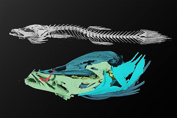 Emergence of new cavefish species challenges evolutionary dead-end idea