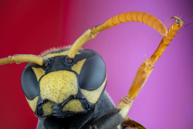 The Asian giant hornet, first confirmed in Washington State in 2019, delivers a sting so concentrated that around 50 people die annually in Japan from the venom, and a single nest can dismember 30,000 honeybees in a few hours, decapitating them to feed th
