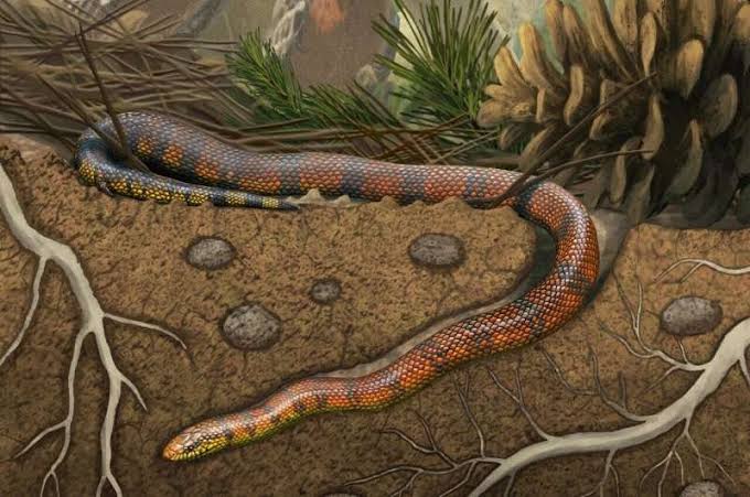 Early snakes explored life underground, on land and at sea