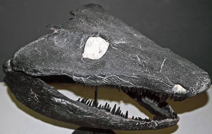 Early land animals skipped the tadpole phase