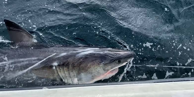 Great white shark Ripple tracked off Canada coast after traveling 350 miles in a week