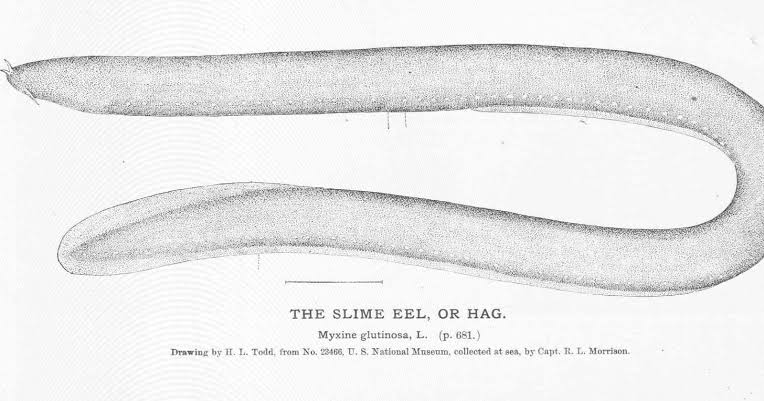 When a shark bites down on a hagfish, the fish floods its attacker's mouth with slime in a fraction of a second, clogging the predator's gills until it gags and lets go