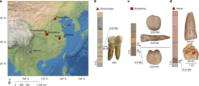 Enamel proteins from six Homo erectus specimens across China