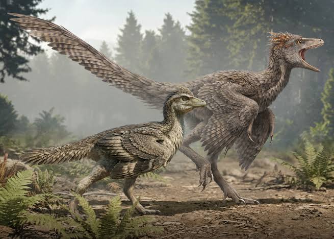 Tiny Jurassic bird reveals a key step in bird evolution