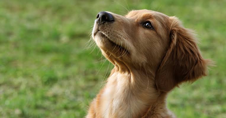 Dogs do not see the world in black and white: they see much as a red-green colourblind person does, in blues and yellows — reds and greens simply fade to murky browns and grey, but colour is very much there