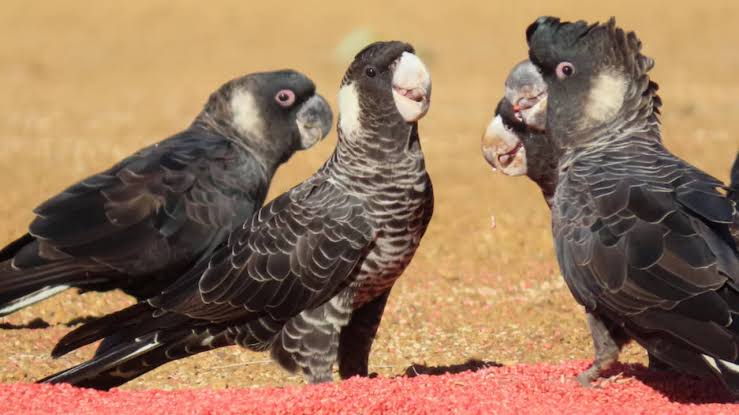 Scientists tracked endangered Australian cockatoos for three breeding seasons and found pesticides in 80%
