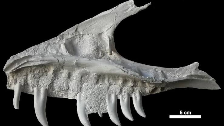 Dinosaur skull remains found in campground belong to T. rex 'great-uncle,' Alberta study shows