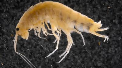A Tree-Dwelling Shrimp Wasn't What Scientists Were Expecting To Find When Trekking The Cyclops Mountains