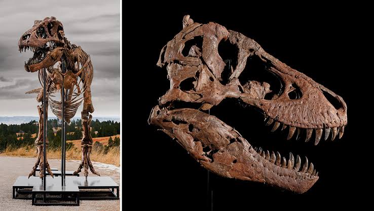 Meet Gus, the legendary T. rex that was sold for over 50 MILLION dollars