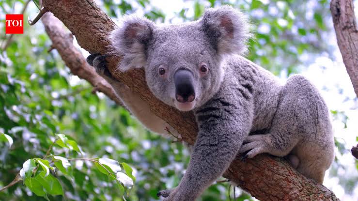 DNA from 457 koalas suggests the species nearly went extinct 100,000 years ago, before humans reached Aus
