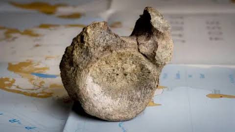 Antarctica's first ever dinosaur bone discovered in a drawer